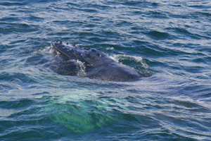 Juv. humpback of Toe Head West Cork 280907 © Conor Ryan